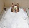  Bubble Bath for My Pet