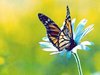 a beautiful day wish for you