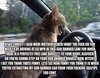 Angry Driving Cat