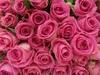 ♥ Pink Roses ♥