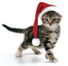 Hope your Christmas is PURRfect!