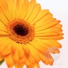 Gerbera: you're like sunshine