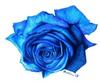 A blue rose for you x