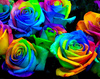 Rainbow Roses