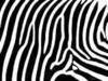 zebra print wallpaper
