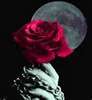 vampire rose