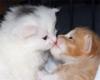 Kitty Kisses
