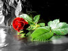 A red rose of love *xoxo*