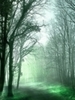 ♥ A Morning walk in the mist 