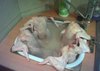 Turkeys in a hot tub