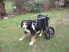 A Doggy Wheelchair