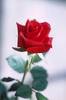 Your as beautiful as this Rose