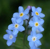 For My Sweet Forget Me Not