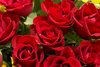 1 Million red roses