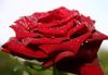 A red rose for my love