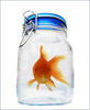 A Pet Goldfish