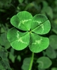 Four Leaf Clover