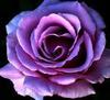 beautiful purple rose