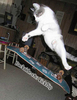 Cat Skateboarding