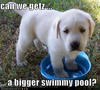 Can we get a bigger swimy pool?