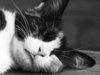 Sleeping on your page for awhile