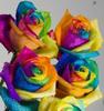 &quot;Rainbow Roses&quot;