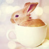 A Cup Of cuteness  