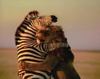 animal hug