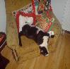 Killer-cat took your armchair...