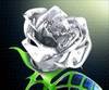 Silver Rose, LIFE Sanctification