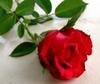 ~ A single Red Rose ~