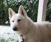 White German Shephard