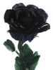 Have me Give you a Black Rose