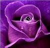 A Purple Rose