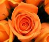 An Orange Rose