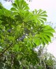 Imbaúba (Cecropia) Leaves