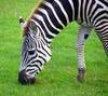 Grazing Zebra..lion food