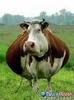 A Fat Cow