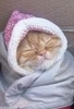 Orphaned Babushka Cat