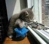 sniper kitty sniper rifle