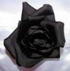 Black rose