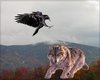 Raven meets wolf