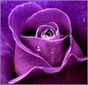 A Single Purple Rose