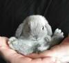 I bought you a baby bunny!