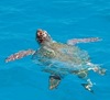 Swiming with turtle