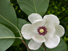 MAGNOLIA