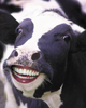 Happy Cow