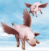 Attacked by Flying Pigs
