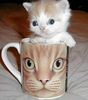 cat mugged