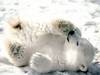 Cute Baby Polar Bear